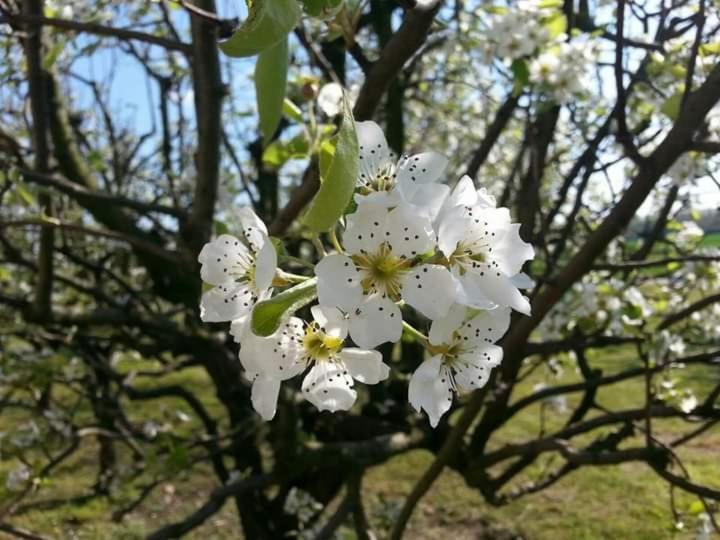 Azienda Agrituristica Scotti Somma Lombardo Luaran gambar